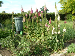 The Vegetable Garden - Foxgloves, broad beans, peas, raspberries, onions, water butt and watering can